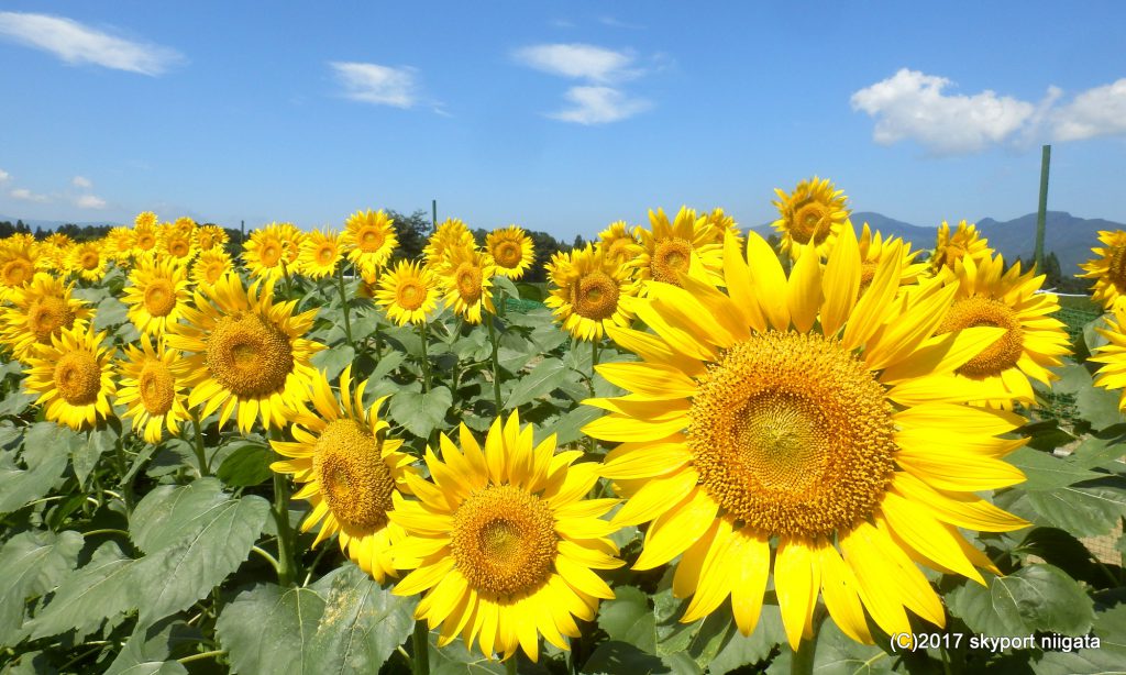 2017-sunflower-tunan
