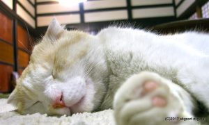 sleeping-cat
