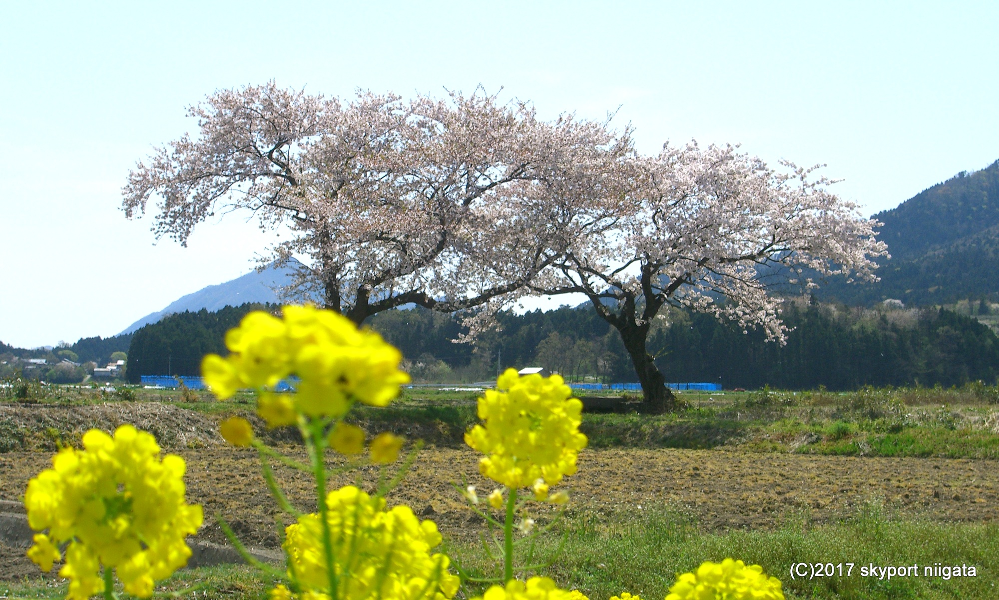 2017-nunome-sakura